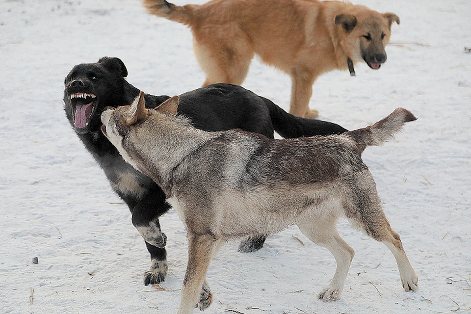 В Братске после гибели мужчины возле полигона завели уголовное дело