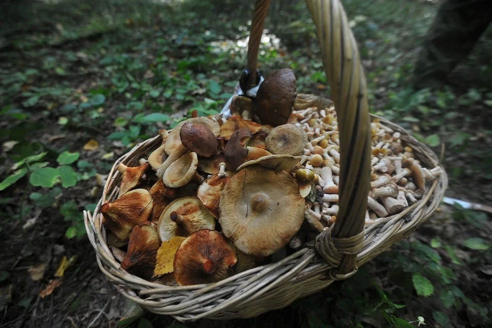 Нейросеть чуть не угробила пенсионера: ИИ посоветовал мужчине съесть ядовитые грибы