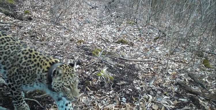 Генетическая память и «рэкет» в лесу: ученые раскрыли секреты подбора «новостроек» для переднеазиатских леопардов из Сочи