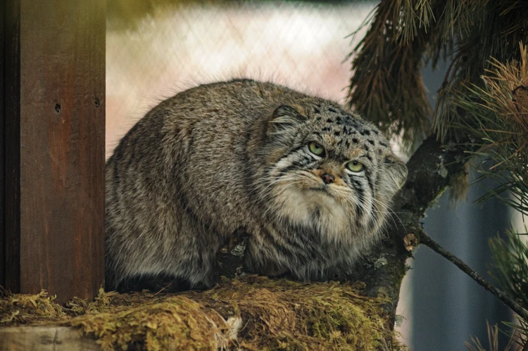 Вес перевалил за шесть кило, пушистость повысилась на 300%: в красноярском парке «Роев ручей» манул Борис подготовился к зиме