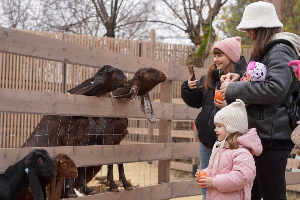 Животные очень дружелюбные и хотят общения и угощений. Фото: ЦПКиО.