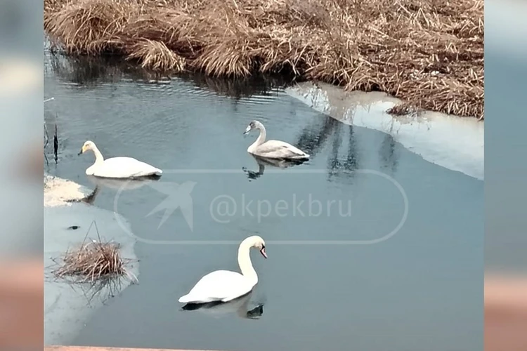В Свердловской области на замерзающем пруду заметили трех лебедей