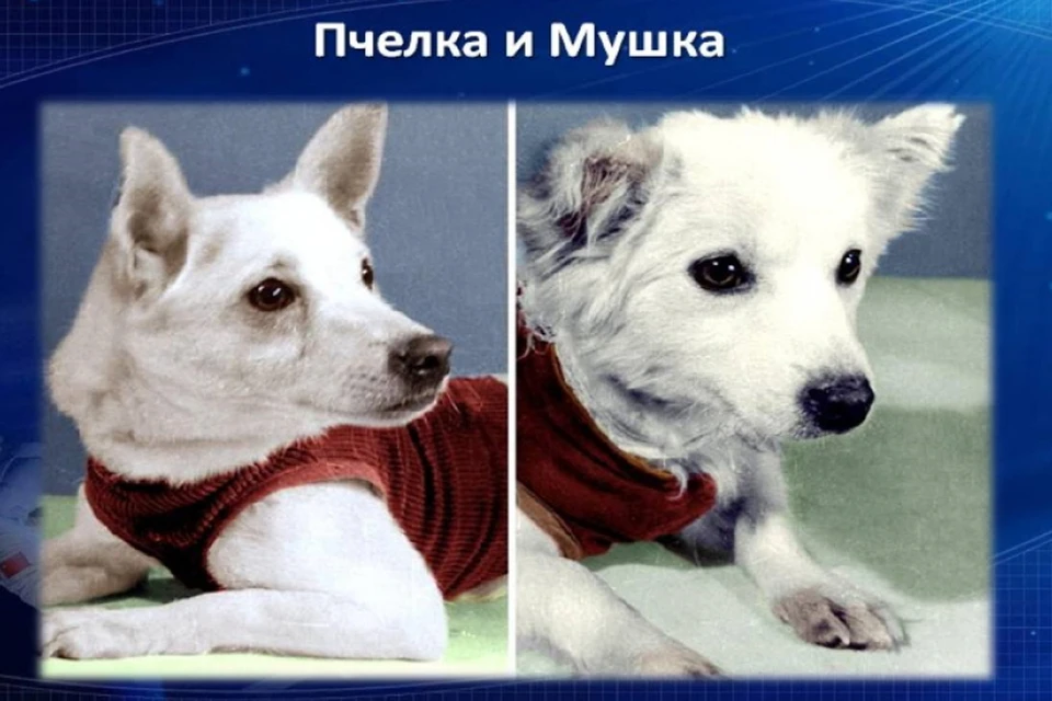 Об этом полете советские газеты тогда сообщили скупо, потому что закончился он неудачно - животные погибли