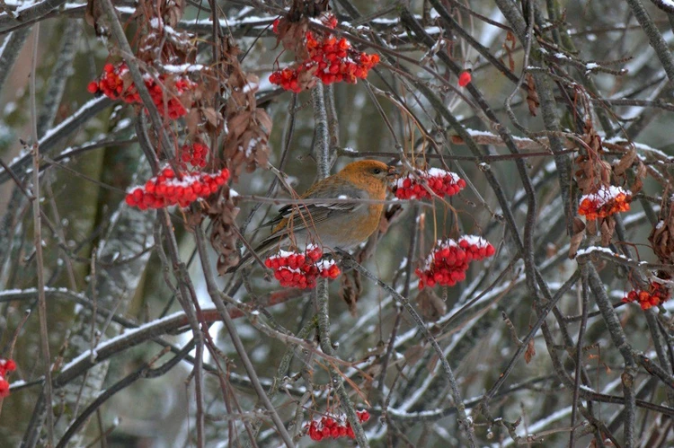 Северные попугаи прилетели в Ленобласть