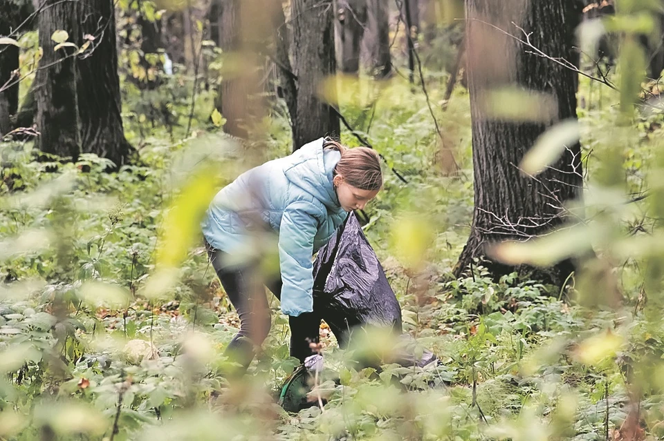Если в лесу не повезет с грибами, зато мусору соберешь полные пакеты...