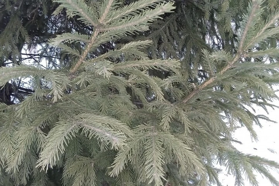 С 1 декабря на Ямале стартовала елочная кампания