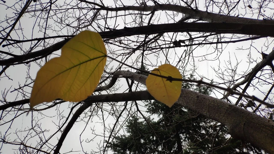 Декабрь в Крыму