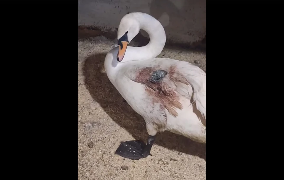 Фото: группа «Подворье "Птичий дворик" Псков» в соцсети «ВКонтакте».