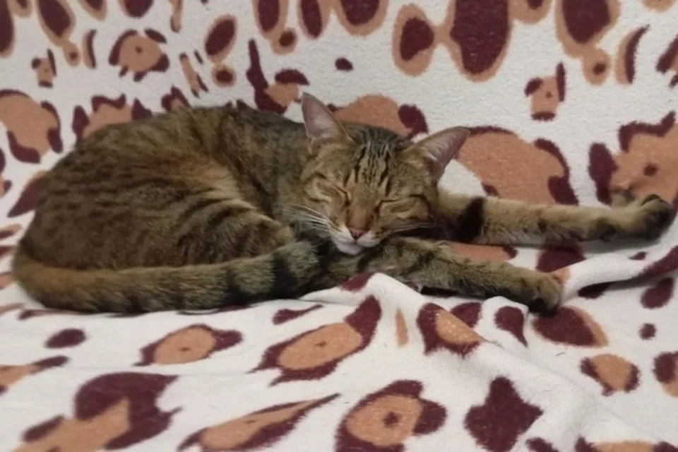 Легендарный кот Федос. Фото предоставлено Эльвирой Гараевой