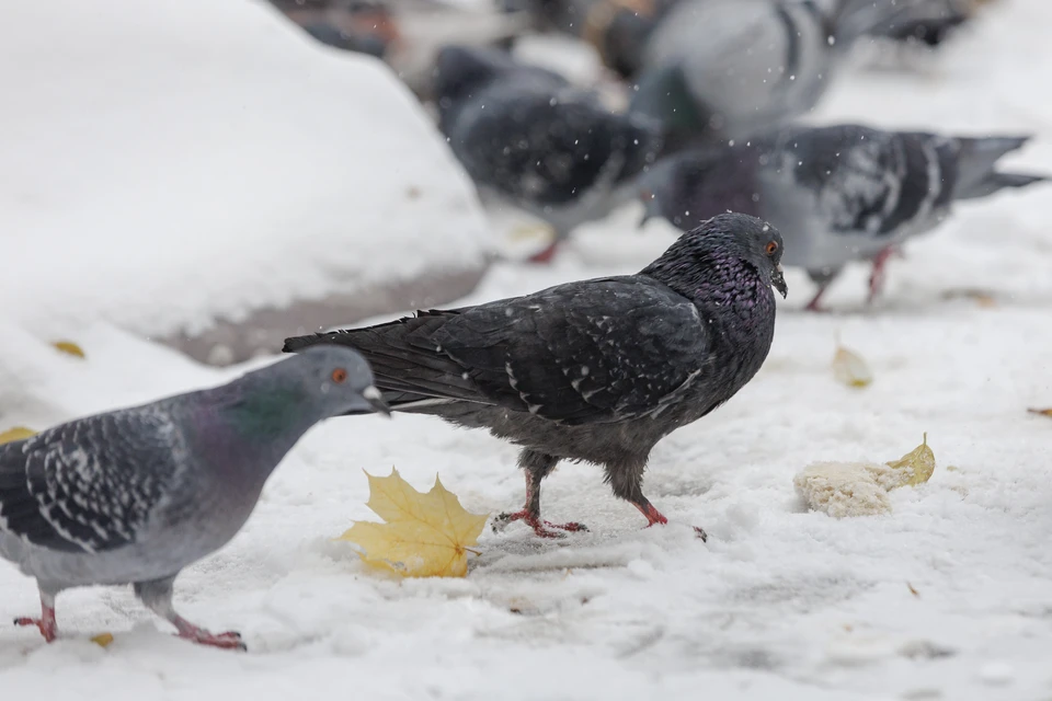 Снег будет сопровождаться дождем и нулевыми температурами