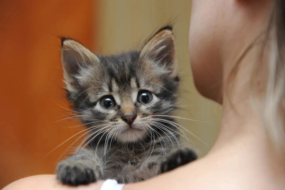 Шаловливый котенок лишился работы из-за игры с полотенцем: хвостатый затопил котокафе