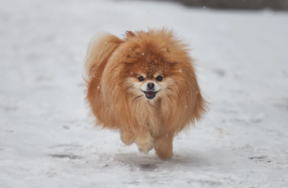 Счастливая собака живет дольше.