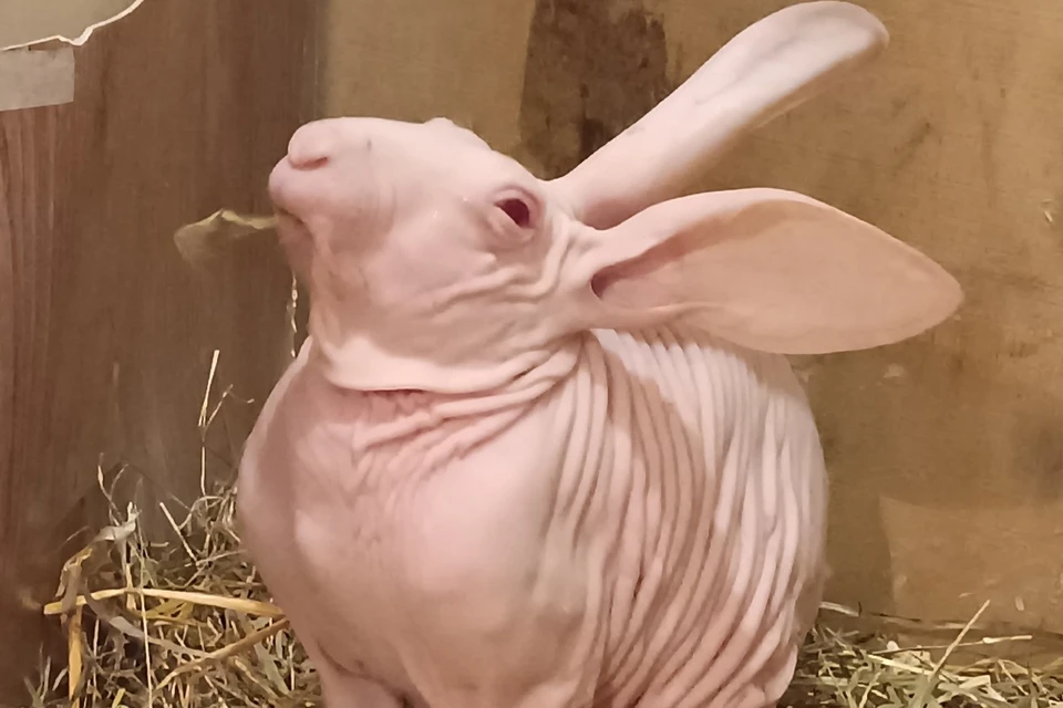 В деревне Елховка Самарской области живет уникальный питомец. Фото: https://vk.com/club233755578