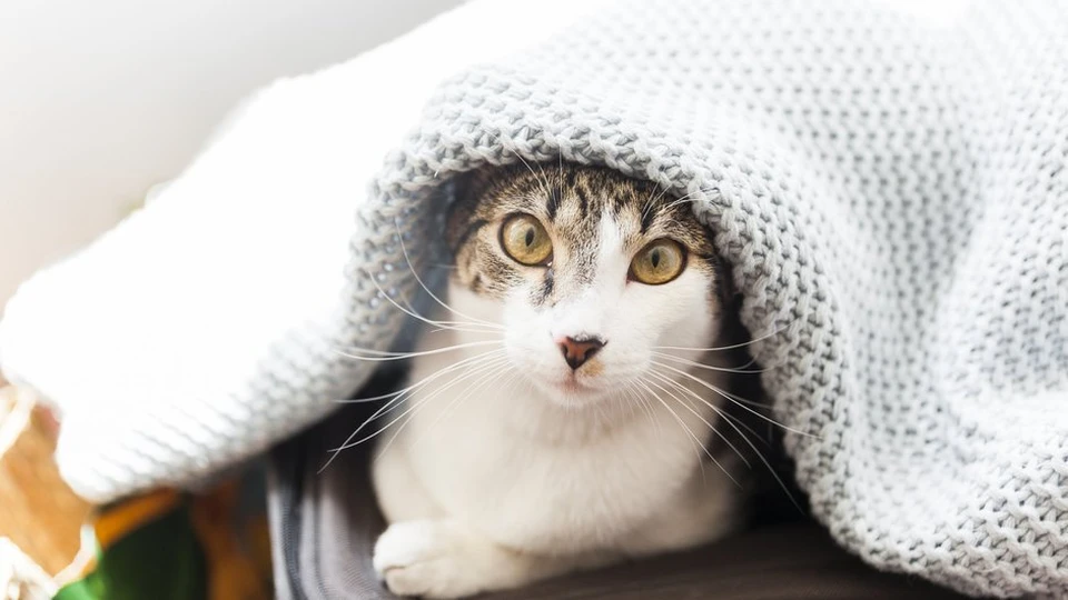 В Молдову пришла зимняя погода. Фото: соцсети