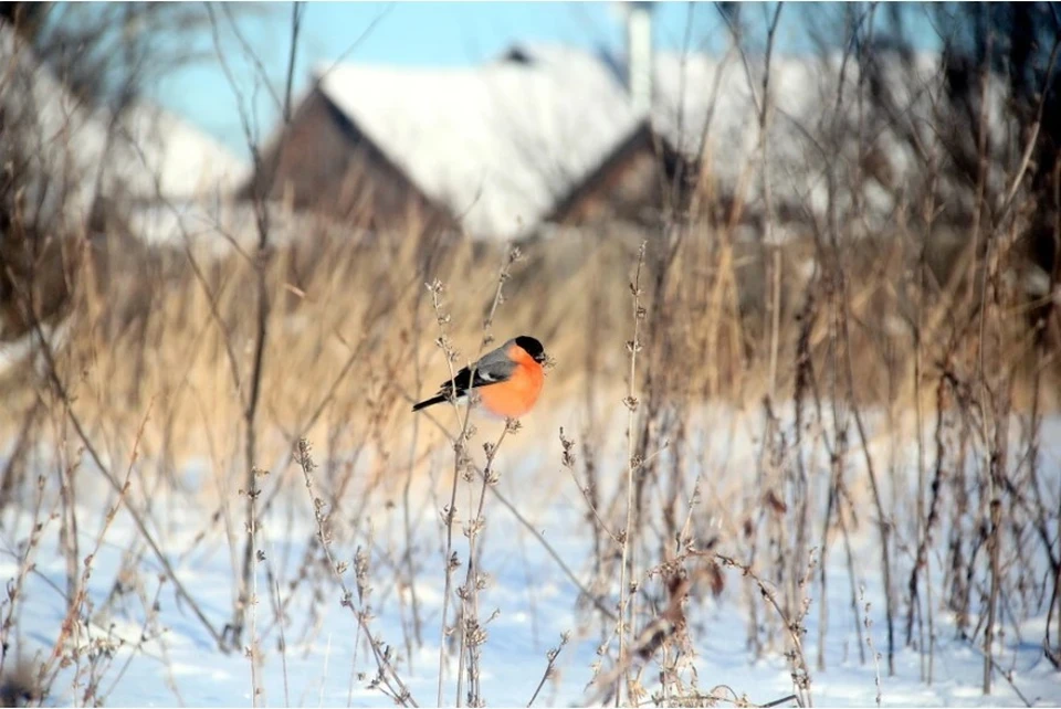 Центр погоды Фобос сообщил об экстремально низком уровне снега в центральной РФ