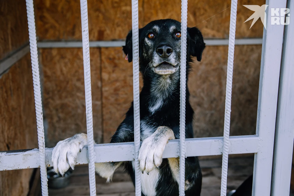 В Рязани отловили больше 500 собак и почти 70 агрессивных не выпустили вновь.