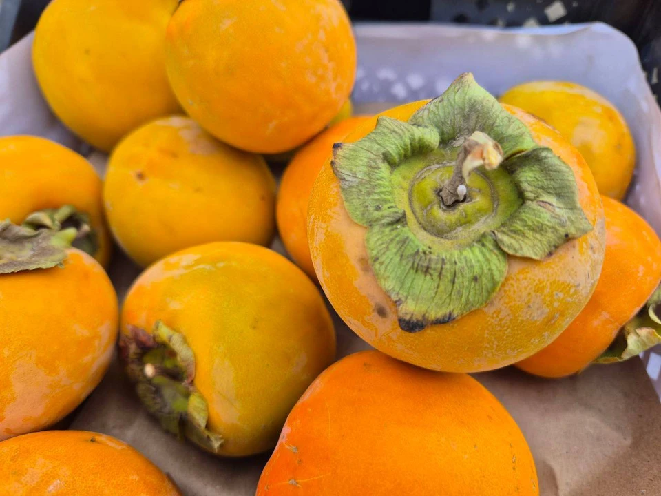 Ответственных лиц привлекли к административной ответственности. Фото: Россельхознадзор Оренбуржья