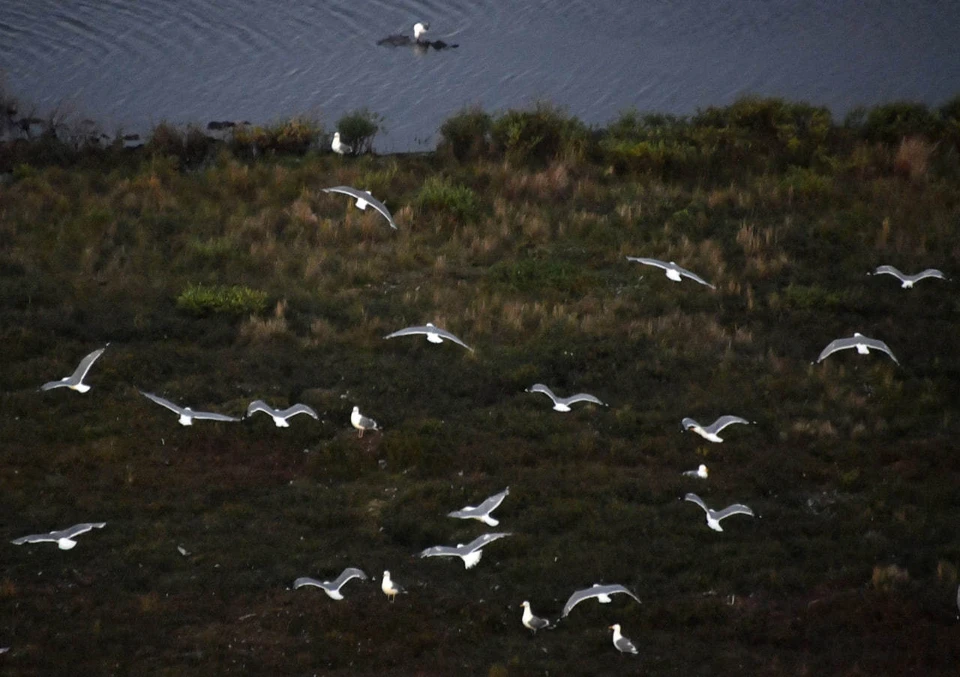 Численность бакланов на Байкале разрешат регулировать с 2026 года.