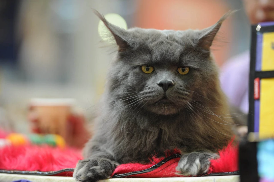 В Ангарске бывшие супруги в суде делили мейн-куна.