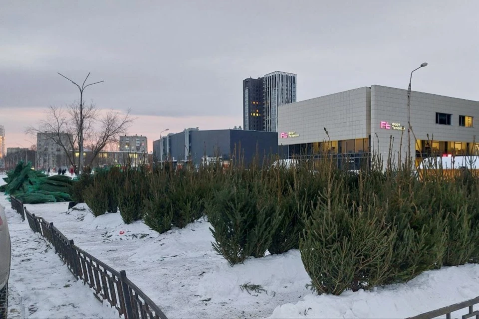 Это елочный базар на улице Крупской, а вскоре они появятся по всему городу. Фото: подписчики "КП-Пермь".