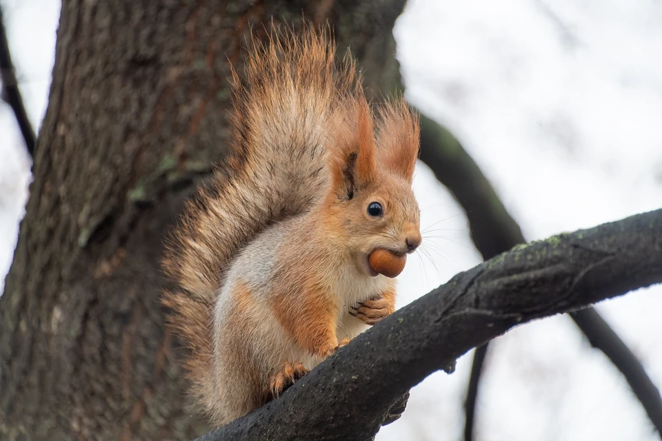 Ветеринар предупредил о рисках при кормлении белок в Челябинске