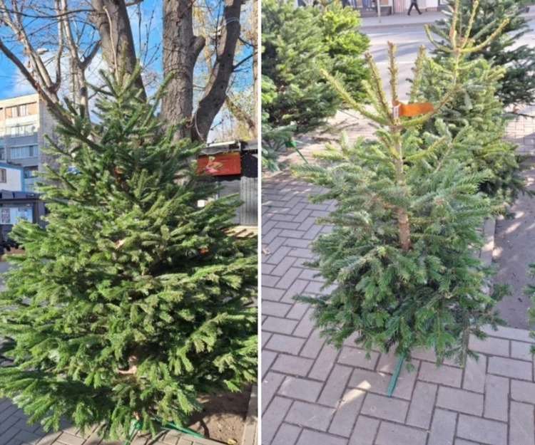 Ничего своего уже не осталось: в Молдове даже новогодние елки импортные - из Дании!