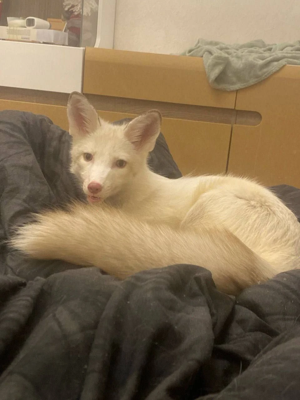 В Калининградской области ищут белоснежную лису, сбежавшую из дома - https:...