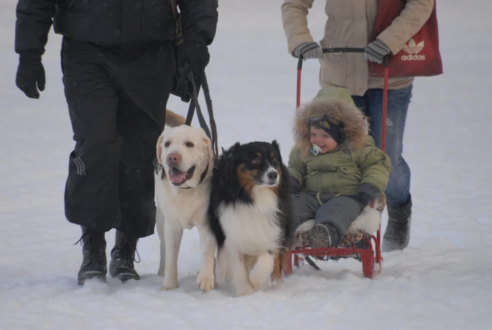 По новым правилам, все собаки старше трёх месяцев должны быть чипированы.