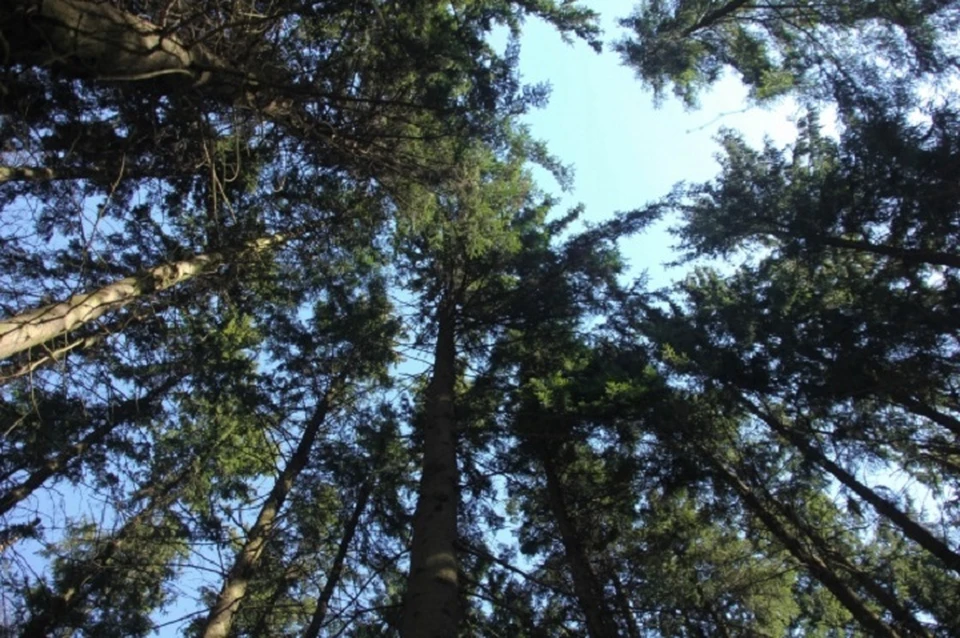 Историческую аллею назвали «лесополосой для защиты от ветра».