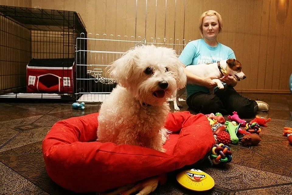 Согласно правилам, этой процедуре подлежат животные старше трёх месяцев.