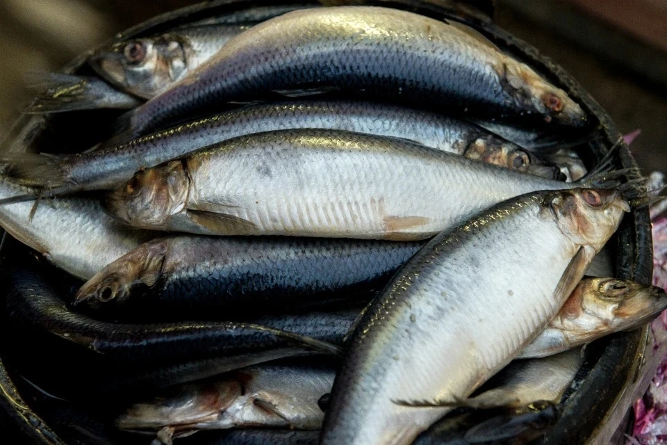 Атлантическая сельдь, треска и скумбрия подешевели в оптовой торговле России в 2025 году