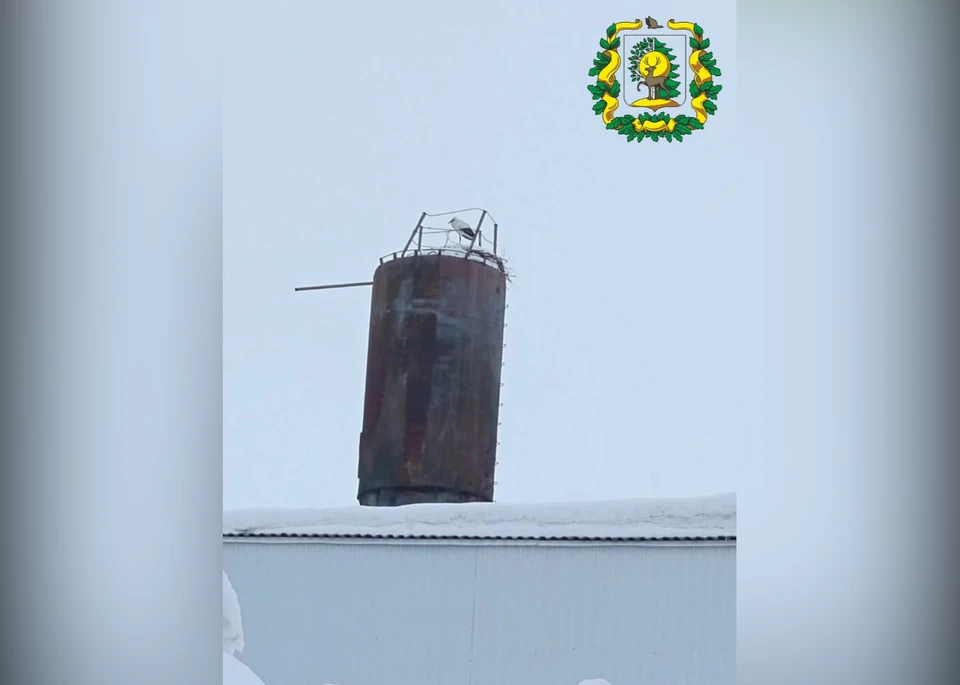 Перевозский аист Гера благополучно пережил вторую зиму. Фото: Минлесхоз Нижегородской области