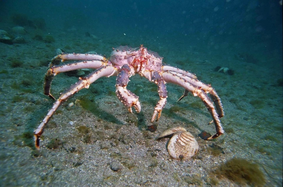 Ученые продолжат наблюдения за экосистемой Азовского моря. Фото (архив): fish.gov.ru