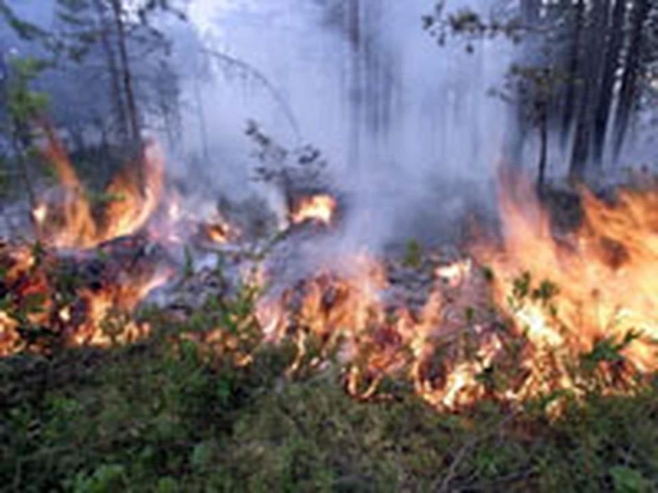 Денег на то, чтобы успеть подготовиться к тушению лесных пожаров, у Амурской базы авиационной охраны лесов до сих пор нет.