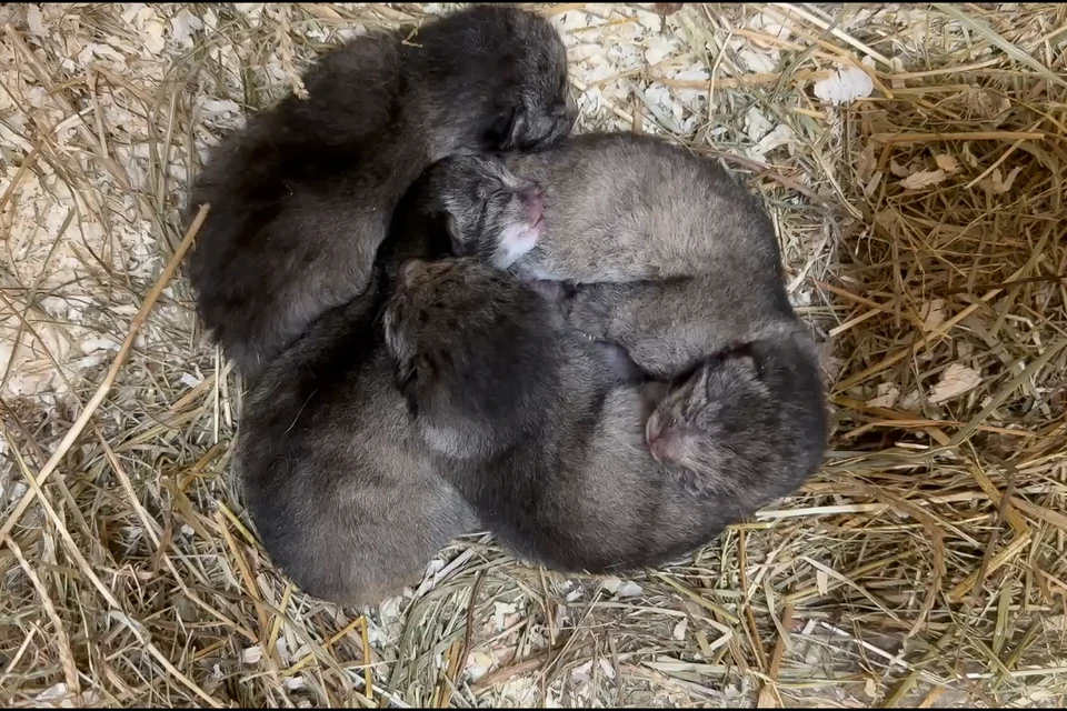 Пол котят пока неизвестен. Фото: Ленинградский зоопарк