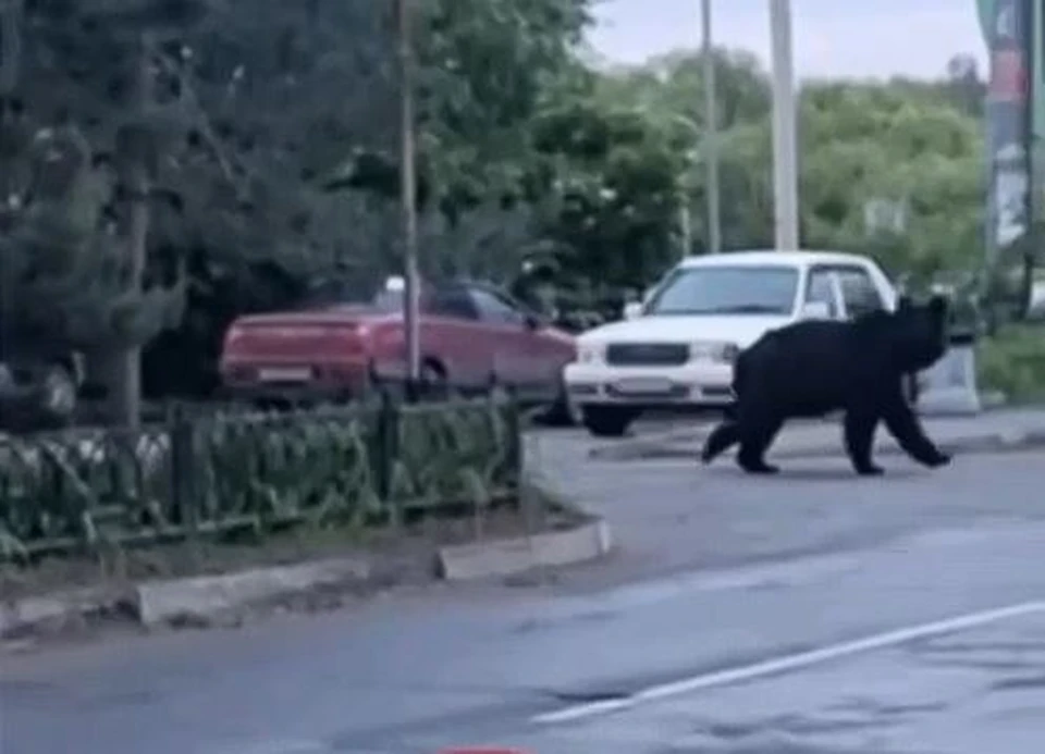 Медведь бежит к теплотрассе в Тополево Фото: скрин видео из соцсетей