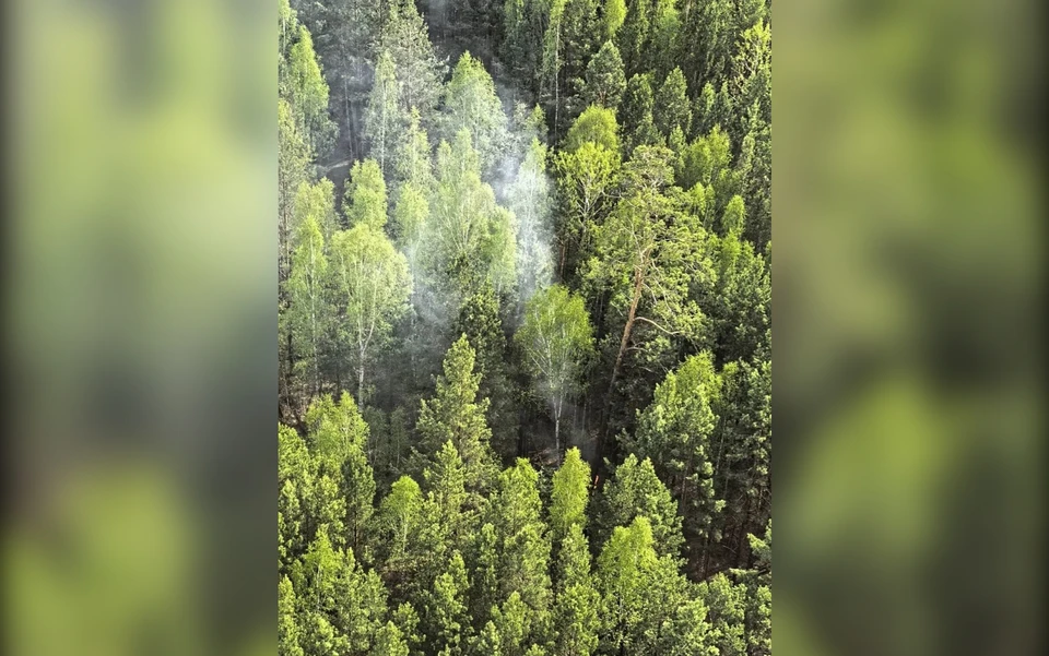 Фото: Лесопожарный центр Красноярского края