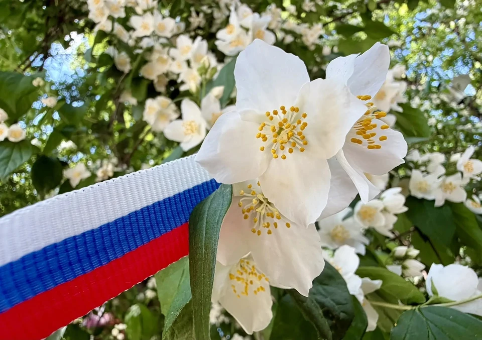 День России в Крыму. Фото: МБУК «Парки столицы»/MAX