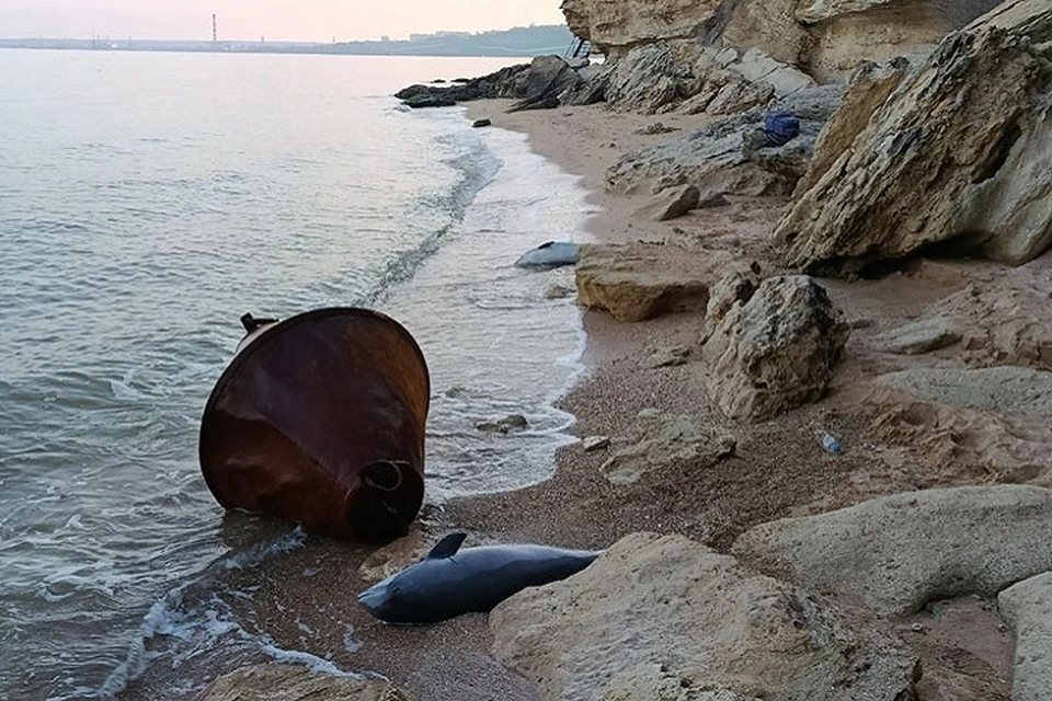 Погибшие от ударной волны азовки, найденные в районе Аршинцево в Керчи. Фото: "Керченский пролив для дельфинов"/Вконтакте