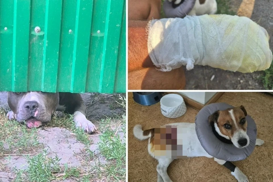 В Новосибирске агрессивная собака без намордника напала на супружескую пару и их питомца. Фото: предоставлено КП-Новосибирск.