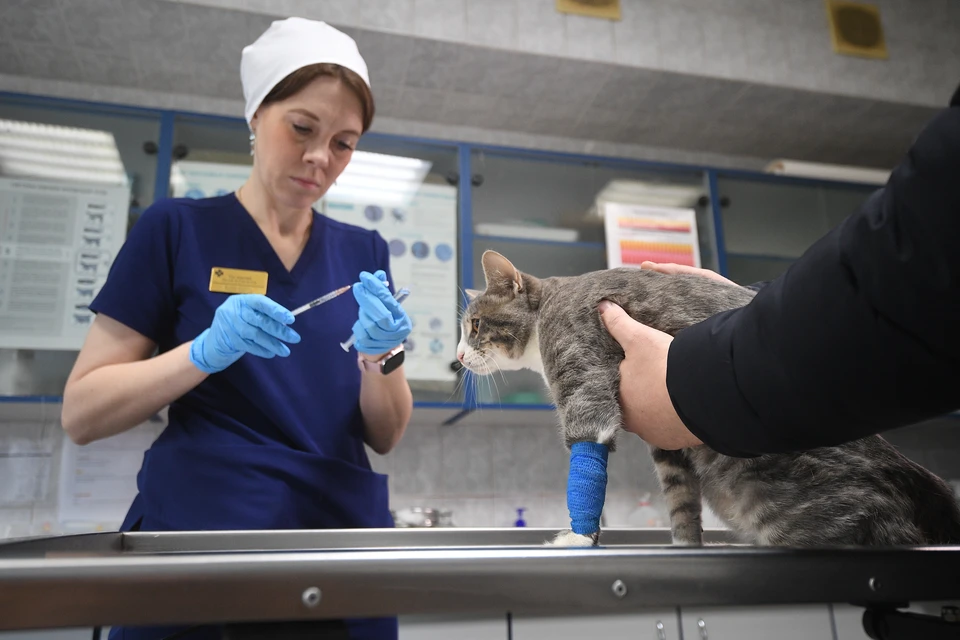 Кошка в Ульяновске едва не погибла после поедания шашлыка