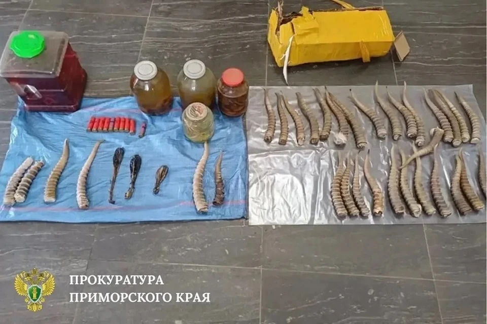 Мужчину осудят за хранение рогов краснокнижного сайгака в Приморье Фото: прокуратура Приморского края