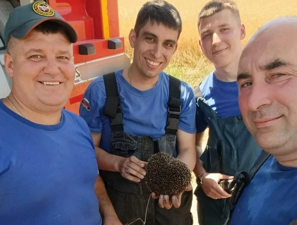 Теперь колючему «земляку» придется подыскивать новый дом. Фото: ГУ МЧС Крыма