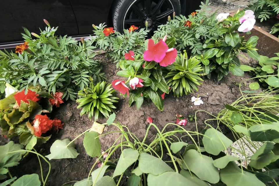 Существенных осадков в городе не предвидится. По области обещают дожди с грозами