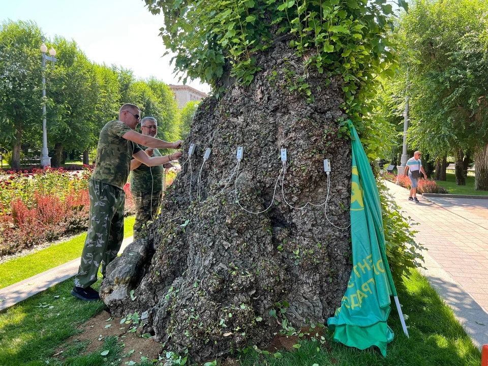 Тополю устроили медосмотр. Фото: Центр защиты леса.