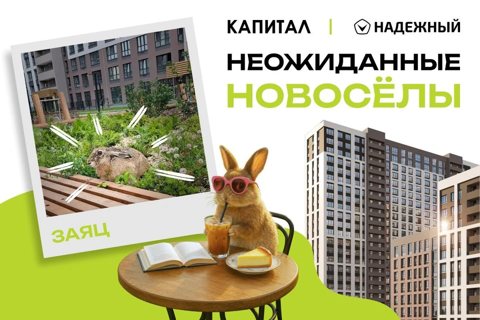 Во дворе ЖК заметили дикую зайчиху с крохотными зайчатами.