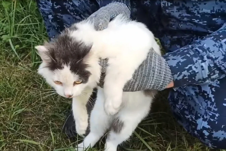 Кота-наркокурьера задержали в Нижегородской области. Фото: пресс-служба ГУФСИН России по Нижегородской области