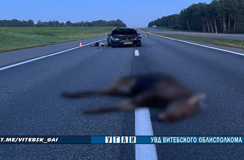 Лось выбежал на дорогу перед Belgee под Оршей. Фото: УВД Витебского облисполкома.