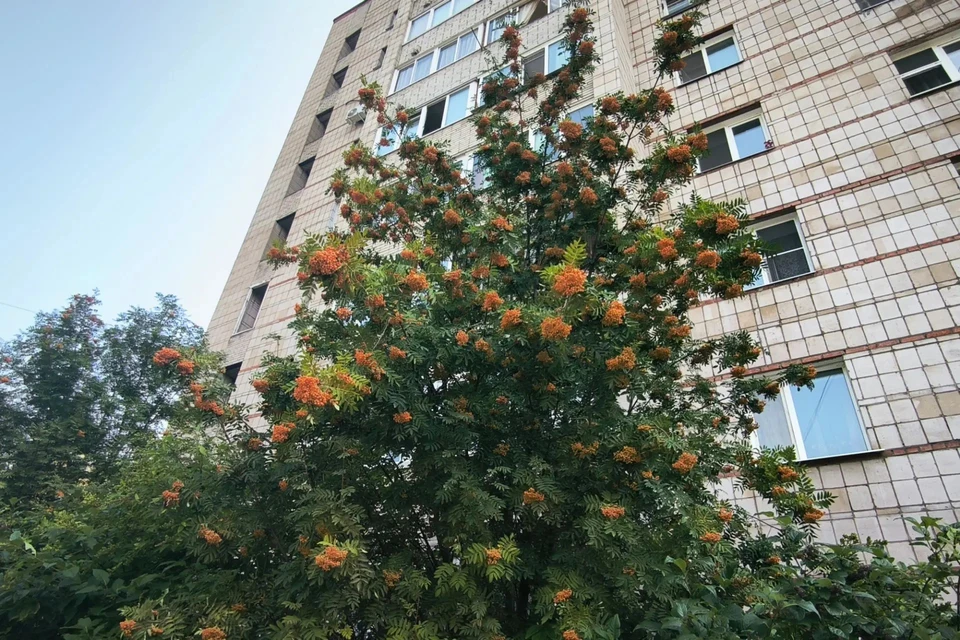 Начало недели в регионе будет очень жарким