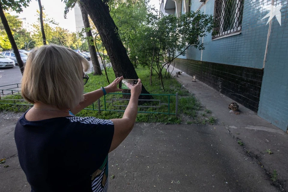 В милиции прокомментировали инцидент с нападением бойцовской собаки на кота. Фото: архив, носит иллюстративный характер.